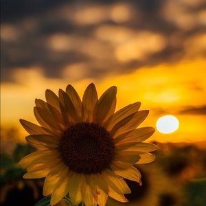 Meet your Posher, Lisandra